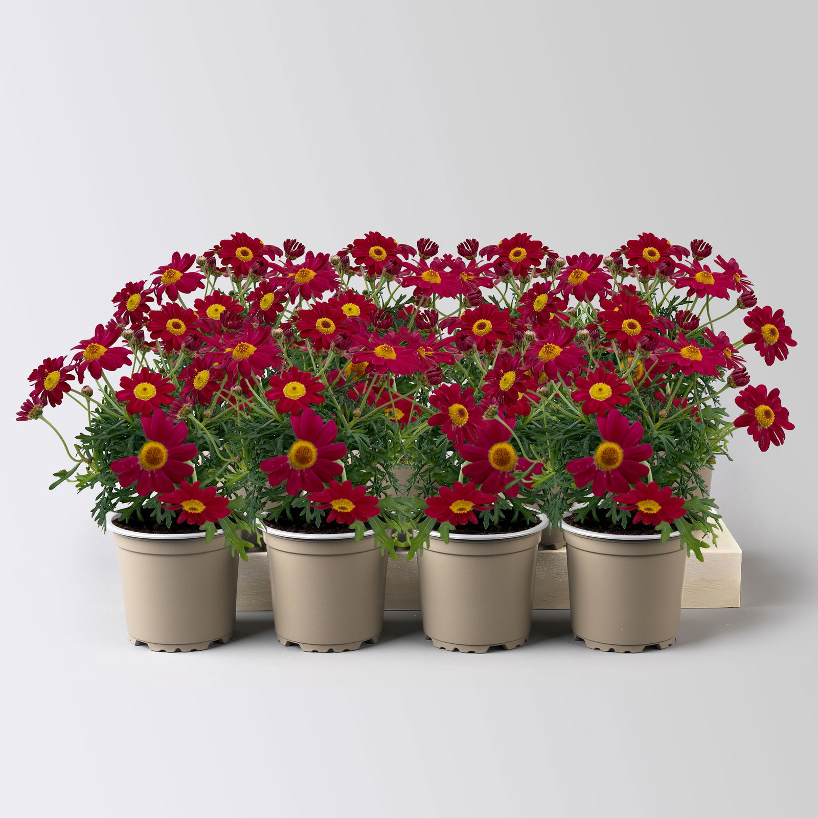 Margerite, rot, Topf-Ø 11 cm, 8 Pflanzen