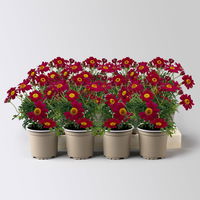 Margerite, rot, Topf-Ø 11 cm, 8 Pflanzen