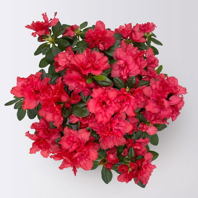 Azalee rot gefüllt mit Keramiktopf Dallas anthrazit, Topf-Ø 12 cm, 3er-Set Azalee rot gefüllt mit Keramiktopf Dallas anthrazit, Topf-Ø 12 cm, 3er-Set