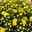 Chrysantheme gelb im Henkelkorb, Topf-Ø 19 cm