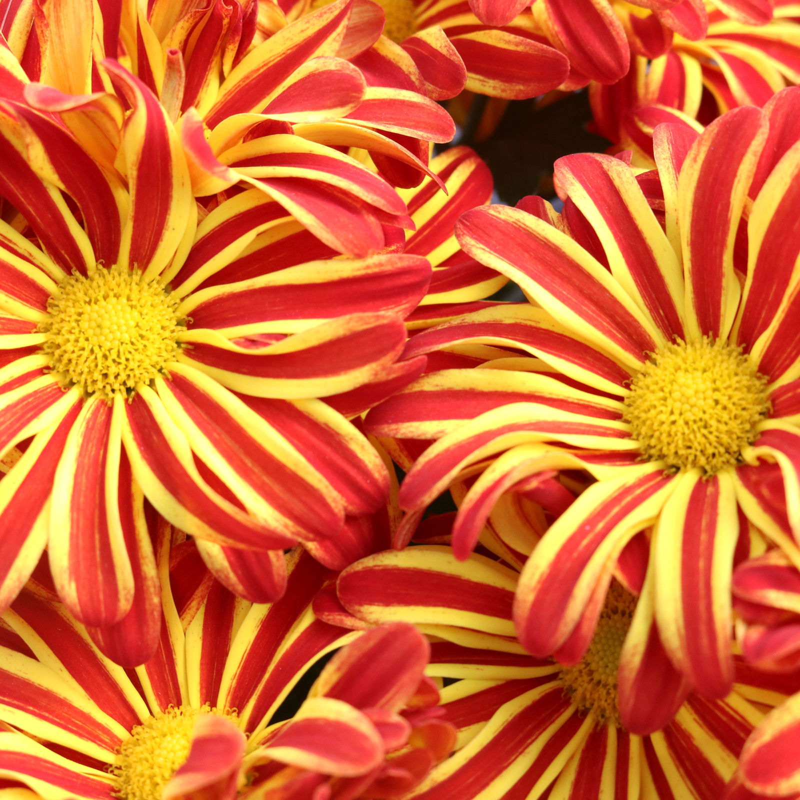 Chrysanthemen 'Rainbow Circus' rot-gelb gestreift Topf-Ø 14 cm, 4er-Set