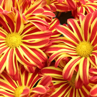 Chrysanthemen 'Rainbow Circus', rot-gelb gestreift Topf-Ø 14 cm, 4 Pflanzen Chrysanthemen 'Rainbow Circus', rot-gelb gestreift Topf-Ø 14 cm, 4 Pflanzen