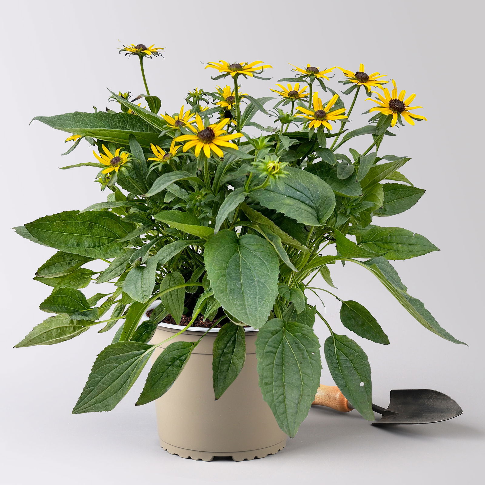 Sonnenhut 'Little Goldstar' goldgelb, Höhe 40-50 cm, Topf 3 Liter