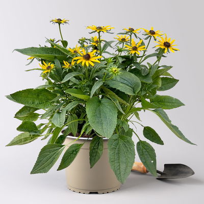 Sonnenhut 'Little Goldstar' goldgelb, Höhe 40-50 cm, Topf 3 Liter Sonnenhut 'Little Goldstar' goldgelb, Höhe 40-50 cm, Topf 3 Liter