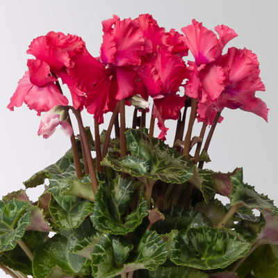 Alpenveilchen 'Merengue®' rot, gefranst, Topf-Ø 10,5 cm, 4 Pflanzen