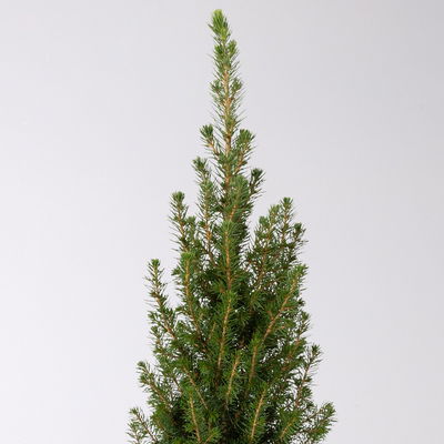 Pflanzenkreation Vorweihnachtszeit, 8 Pflanzen + Lichterkette + Erde