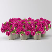 Fleißiges Lieschen 'Burgundy' dunkelrot/pink, gefüllt, Topf -Ø 12 cm, 6 Pflanzen