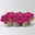 Fleißiges Lieschen 'Burgundy' dunkelrot/pink, gefüllt, Topf -Ø 12 cm, 6 Pflanzen Fleißiges Lieschen 'Burgundy' dunkelrot/pink, gefüllt, Topf -Ø 12 cm, 6 Pflanzen