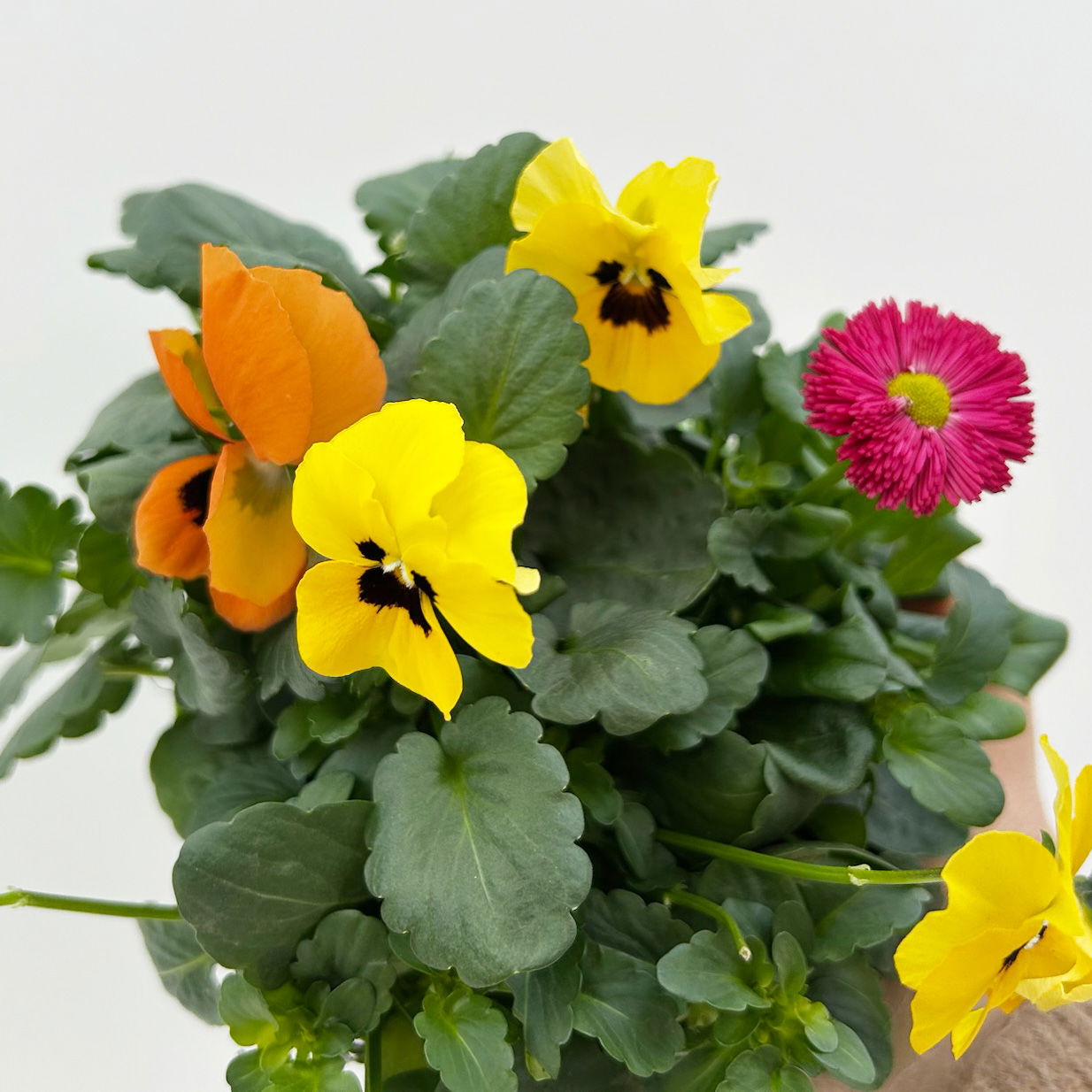 Frühlingmix, bunt, Topf-Ø 13 cm, 6 Pflanzen