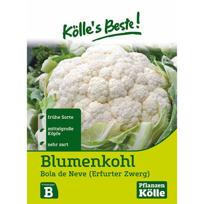 Kölles Beste Blumenkohl 'Erfurter Zwerg' Kölles Beste Blumenkohl 'Erfurter Zwerg'