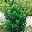Immergrüner japanischer Spindelstrauch 'Green Spire', Topf mit 17cm Ø, 2er Set