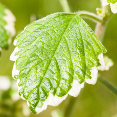 Plectranthus 'Variegata', grün-weiß, Topf -Ø 12 cm, 6 Pflanzen