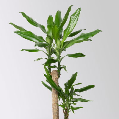 Duftender Drachenbaum 'Steudneri' in Keramiktopf Dallas weiß, Topf-Ø 17 cm Duftender Drachenbaum 'Steudneri' in Keramiktopf Dallas weiß, Topf-Ø 17 cm