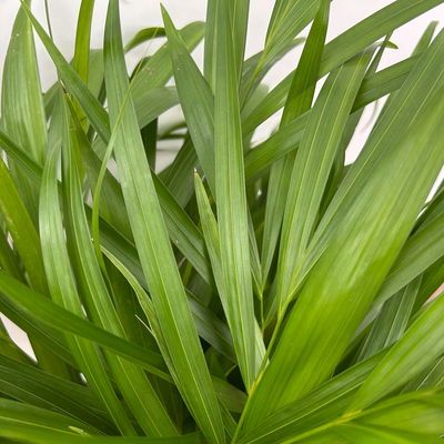 Goldfruchtpalme, Topf-Ø 19 cm, Höhe ca. 80 cm Goldfruchtpalme, Topf-Ø 19 cm, Höhe ca. 80 cm