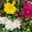 Chrysantheme 'Trio', weiß-gelb-lila, gefüllt, Topf-Ø 12cm, 6er-Set