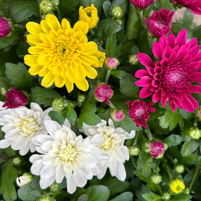 Chrysantheme 'Trio', weiß-gelb-lila, gefüllt, Topf-Ø 12cm, 6 Pflanzen Chrysantheme 'Trio', weiß-gelb-lila, gefüllt, Topf-Ø 12cm, 6 Pflanzen