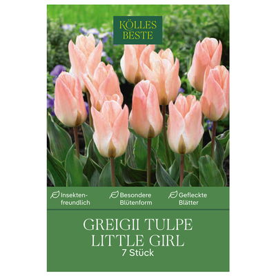 Greigii Tulpen Little Girl rosa/weiß, 7 Blumenzwiebeln Greigii Tulpen Little Girl rosa/weiß, 7 Blumenzwiebeln