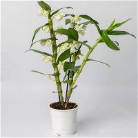 Dendrobium, weiß, Topf-Ø 12 cm, Höhe ca. 50-60 cm
