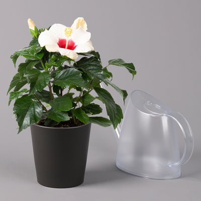 Hibiskus, weiß mit Keramiktopf Dallas anthrazit,Topf-Ø 13 cm,2 Pflanzen