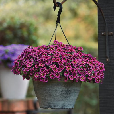 Zauberglöckchen 'Goodnight Kiss' pink-gelb, Topf-Ø 13 cm, 6 Pflanzen