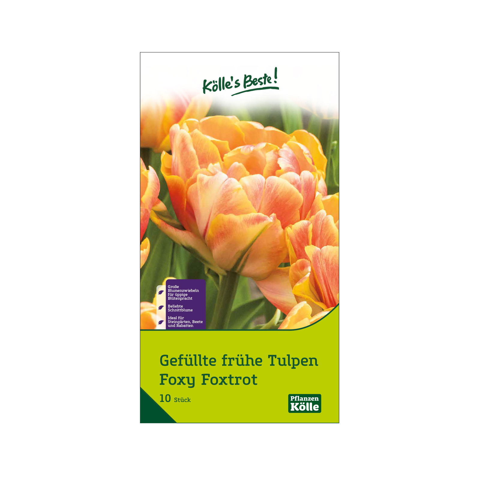 Gefüllte frühe Tulpen 'Foxy Foxtrott', orange, Größe 11/12, 10 Blumenzwiebeln