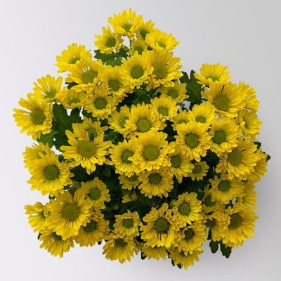 Chrysanthemen 'Swifty', gelb, Topf-Ø 10,5 cm, 6 Pflanzen Chrysanthemen 'Swifty', gelb, Topf-Ø 10,5 cm, 6 Pflanzen