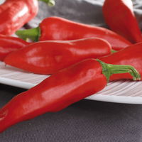Chili-Paprika Mix, scharf, Topf-Ø 12 cm, 5er-Set