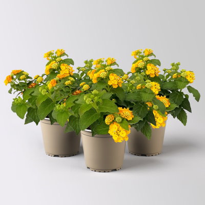 Wandelröschen, gelb, Topf-Ø 12 cm, 3 Pflanzen Wandelröschen, gelb, Topf-Ø 12 cm, 3 Pflanzen