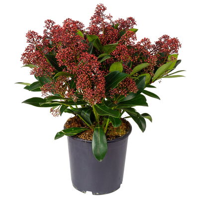 Kölle Blütenskimmie ‘Rubella’, Skimmia japonica, rot, 2er Set, Topf 17 cm Ø Kölle Blütenskimmie ‘Rubella’, Skimmia japonica, rot, 2er Set, Topf 17 cm Ø