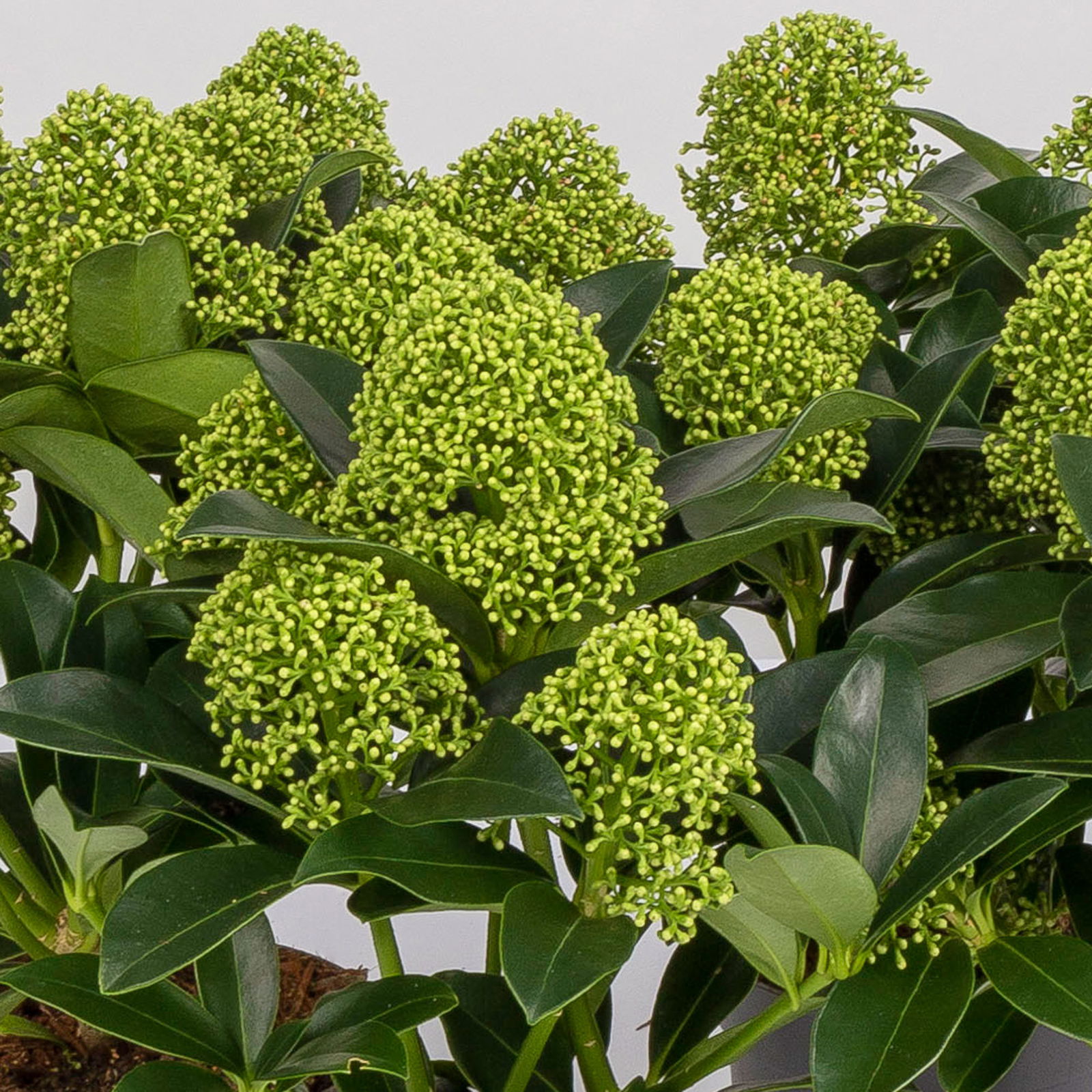 Blütenskimmie 'White Globe'®, Skimmia japonica, weiß, 4er Set, Topf 10,5 cm Ø