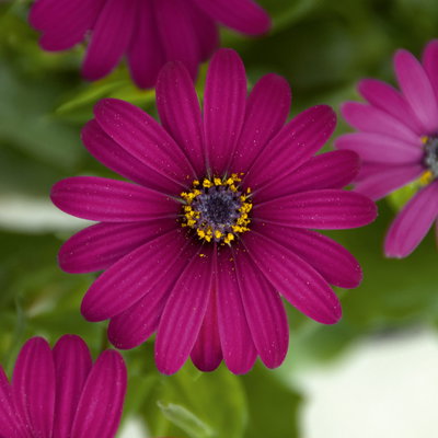 Kapkörbchen lila, Topf-Ø 12 cm, 6er-Set