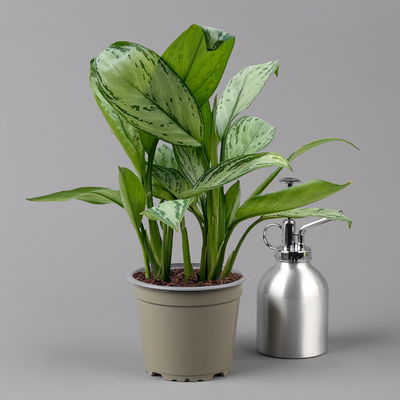 Aglaonema 'Maria Christina', mit Übertopf Dallas weiß, Topf-Ø 12 cm Aglaonema 'Maria Christina', mit Übertopf Dallas weiß, Topf-Ø 12 cm