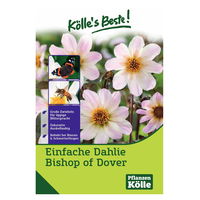 Kölles Beste Blumenknollen Einfache Dahlie 'Bishop of Dover'