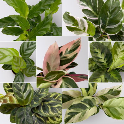 Calathea Mini Mix zufällig, Topf-Ø 7 cm, Höhe ca. 10-15 cm, 8 Pflanzen Calathea Mini Mix zufällig, Topf-Ø 7 cm, Höhe ca. 10-15 cm, 8 Pflanzen