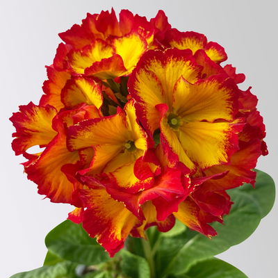 Hohe Schlüsselblume 'Inara® Fire', rot-gelb, Topf-Ø 13 cm, 6 Pflanzen Hohe Schlüsselblume 'Inara® Fire', rot-gelb, Topf-Ø 13 cm, 6 Pflanzen