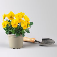 Pflanzenkreation Frühlingskick, 12 Pflanzen inkl. Erde