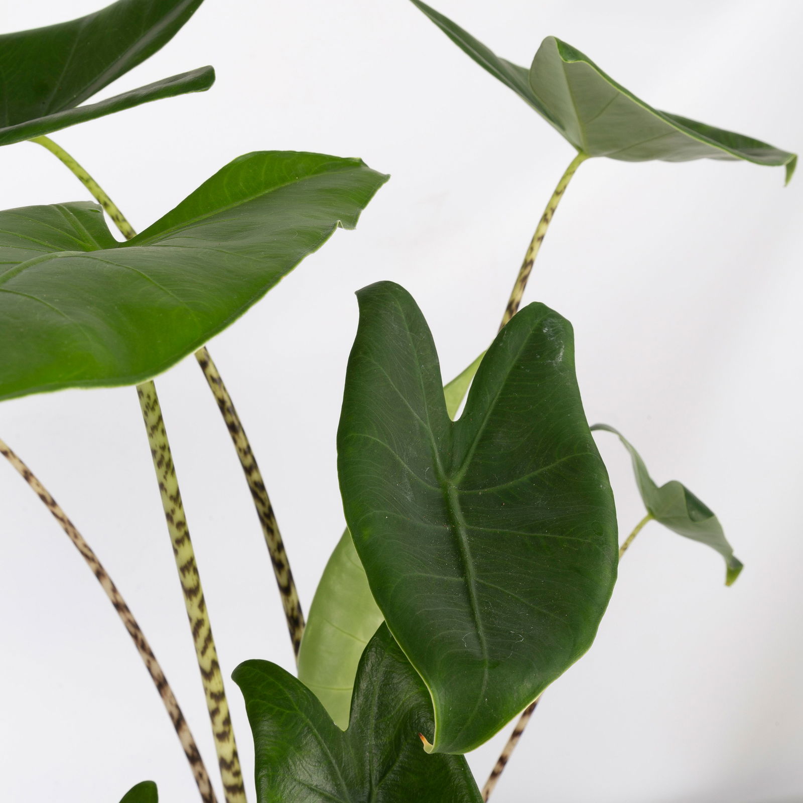 Alocasia 'Zebrina', Topf-Ø 14 cm, Höhe ca. 45 cm, 2 Pflanzen