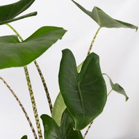 Alocasia 'Zebrina', Topf-Ø 14 cm, Höhe ca. 45 cm, 2 Pflanzen