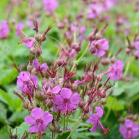 Bio Storchschnabel 'Czakor' purpurrosa, Topf 9x9 cm, 3 Pflanzen