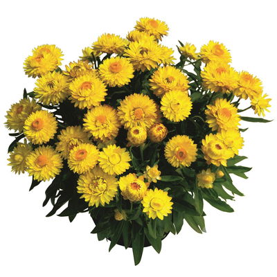 Strohblume gelb, Topf- Ø 12 cm, 6 Stück