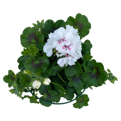 Geranie 'Sunflair® Eva White'  weiß, hängend, Topf-Ø 13 cm, 6er-Set