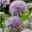 Bio Zierlauch 'Summer Beauty', hell violett, Topf-Ø 12 cm, 3er-Set