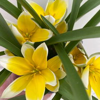 Zwiebelpflanzen-Set Frühlingsbote, gelb-weiß, 9 Pflanzen Zwiebelpflanzen-Set Frühlingsbote, gelb-weiß, 9 Pflanzen