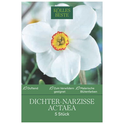 Dichter-Narzissen Actea weiß mit gelbem Auge, 5 Blumenzwiebeln Dichter-Narzissen Actea weiß mit gelbem Auge, 5 Blumenzwiebeln