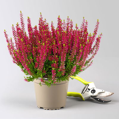 Calluna 'Longlife', rot, Topf-Ø 13 cm, 6 Pflanzen Calluna 'Longlife', rot, Topf-Ø 13 cm, 6 Pflanzen