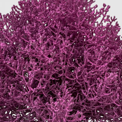 Calocephalus, rosa gefärbt, Topf-Ø 12 cm, 6 Pflanzen Calocephalus, rosa gefärbt, Topf-Ø 12 cm, 6 Pflanzen