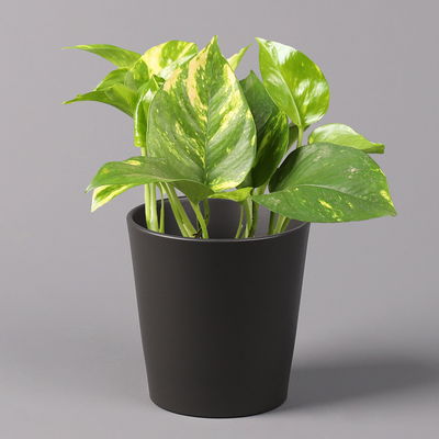 Efeutute mit Keramiktopf Dallas anthrazit, Topf-Ø 12 cm, 3 Pflanzen