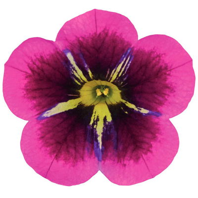 Zauberglöckchen 'Duo', pink & gelb, Topf-Ø 14 cm, 4 Pflanzen