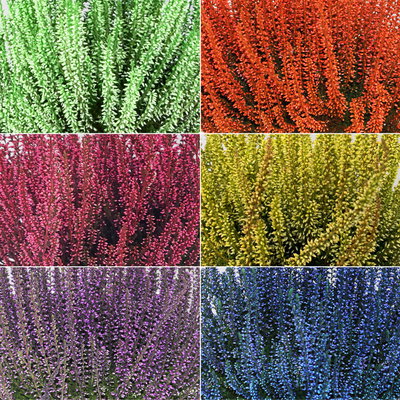 Knospenheide 'Picasso' gefärbt, Farben zufällig, Topf-Ø 12 cm, 6 Pflanzen Knospenheide 'Picasso' gefärbt, Farben zufällig, Topf-Ø 12 cm, 6 Pflanzen