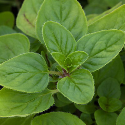 Bio Oregano helllaubig, Topf-Ø 12 cm Bio Oregano helllaubig, Topf-Ø 12 cm